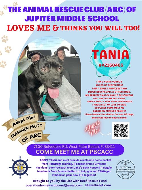 Picture of Mariner Mutt of the Month - Tania, an adorable 2 year old dog available for adoption from PBC Animal Care.Control